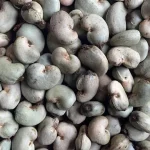 Advancements in Cashew Processing Technology Revolutionize the Industry