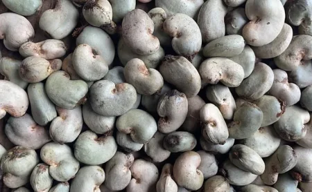 Advancements in Cashew Processing Technology Revolutionize the Industry