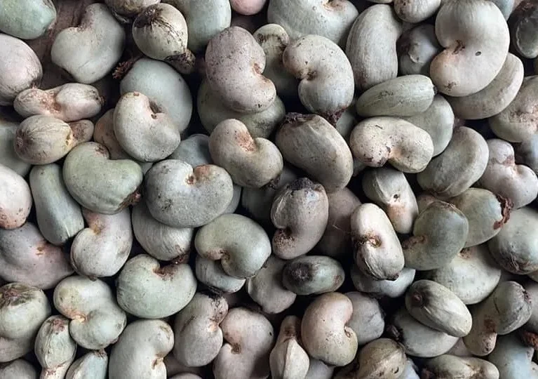 Advancements in Cashew Processing Technology Revolutionize the Industry