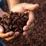 Global Shortage of Cocoa Beans Impacts Processing Plants (2024 Update)