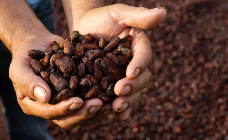 Cocoa Beans