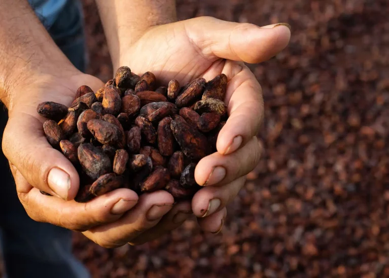 Cocoa Beans